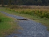 Around Chincoteague