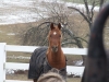 DSCF1037.JPG