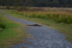 Around Chincoteague