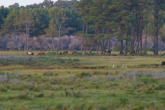 Chincoteague ponies