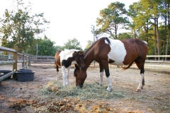 Chincoteague