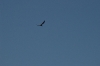IMGP1067