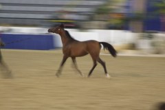 Egyptian Event 2007