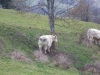 DSCF0776.JPG