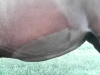 belly1.jpg