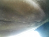belly2.jpg