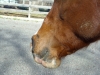DSCN0262.JPG