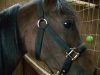 New halter