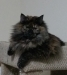 BrieBrie on kitty tower