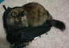 BrieBrie backpack