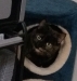 Phaedra kitty condo