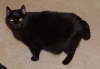 basette2.jpg