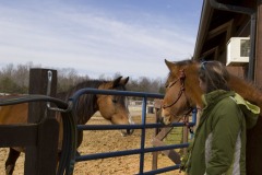 Horses and barn life