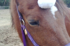 Horses in santa hats