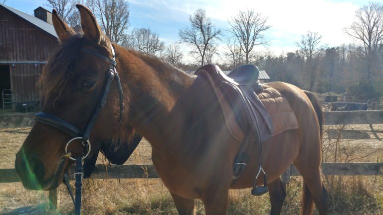 Riding lesson joy with Kasane and Breezy