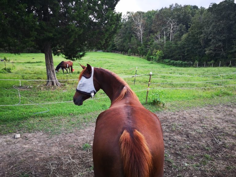Breezy’s ride on 30 Dec 2019
