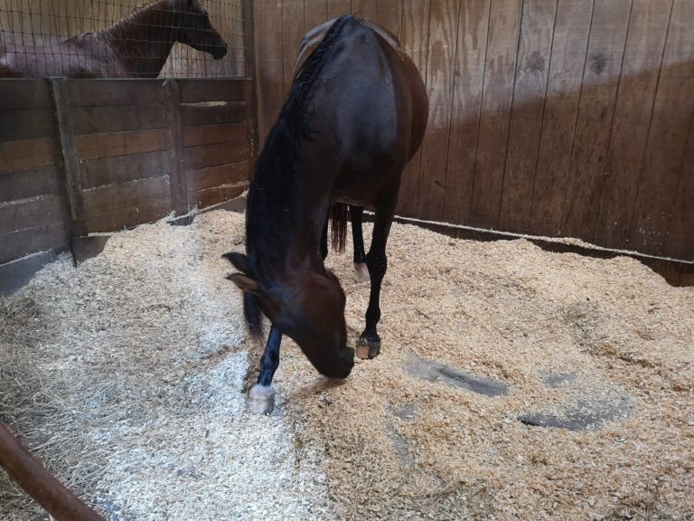 Gimpy Kasane is a good Kasane