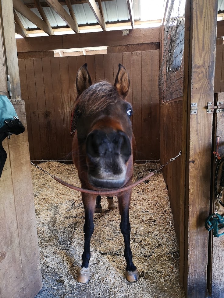 RIP Cedars Kasane, 6 June 2006 to 10 Jan 2020