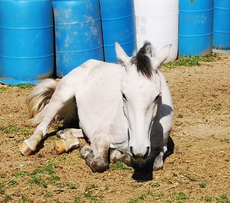 Stay-at-home orders and riding