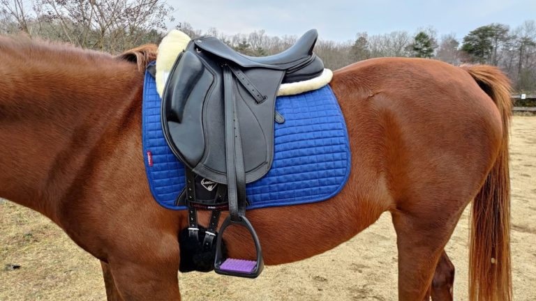 Dressage saddle research and fitting