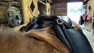 Wow saddle from the front