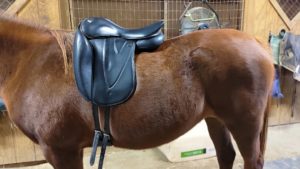 Wow saddle from the side