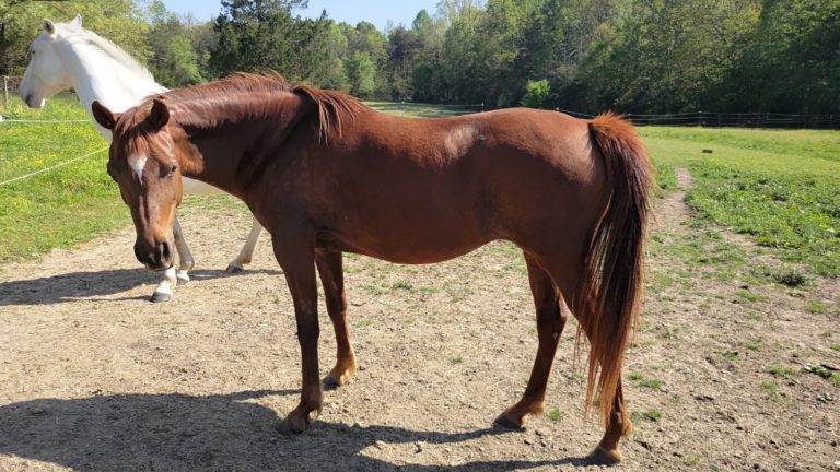 Horse in field, looking at the camera