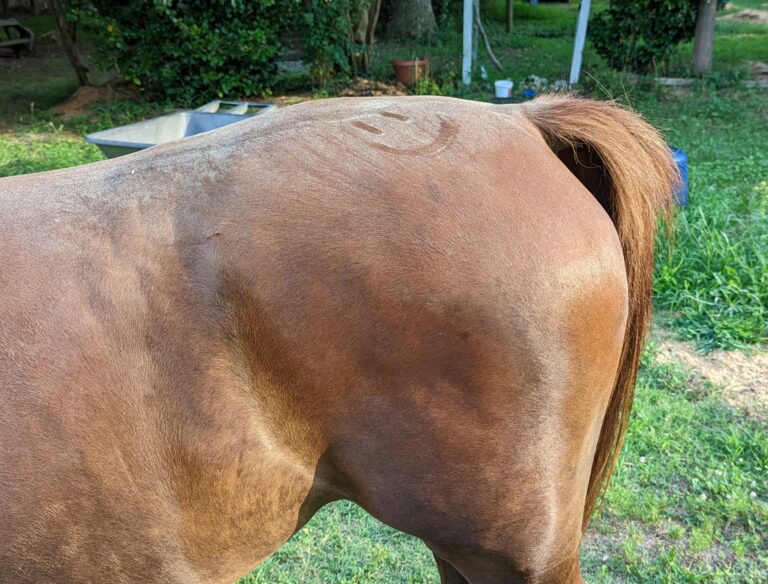 Stall rest and horses