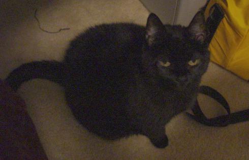 Basette, another update