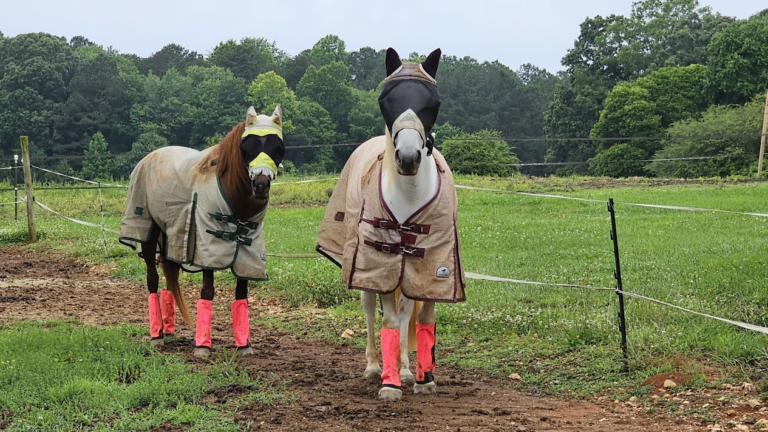 Two horses stand in a pasture sporting their finest fly gear.