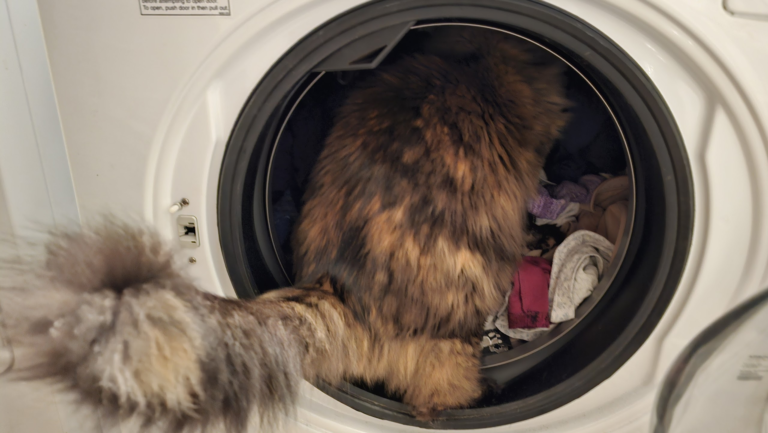 Large cat climbs into a front-load washing to explore